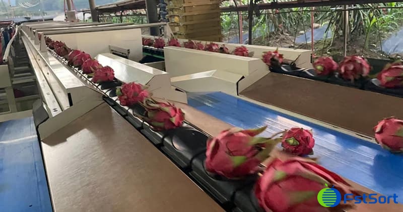 images/1657879355395dragon fruit grading eqipment.jpg